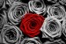 Kopie (2) - red roses-wallpaper